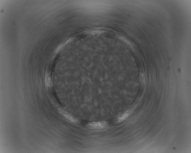 X0000071790381200606301251