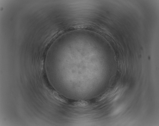 X0000071790652200606301246