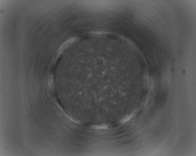 X0000071790765200606301245