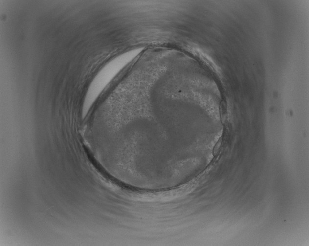 X0000071790017200607211633