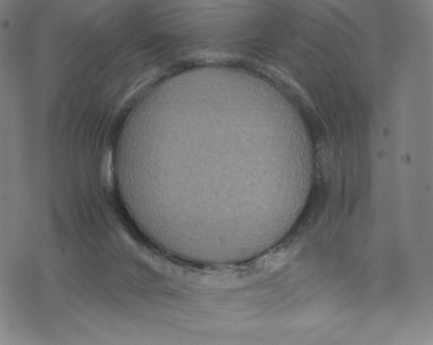 X0000071790024200607211633