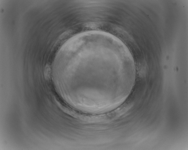 X0000071790036200607211633