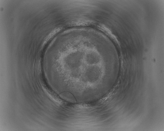 X0000071790250200607211629