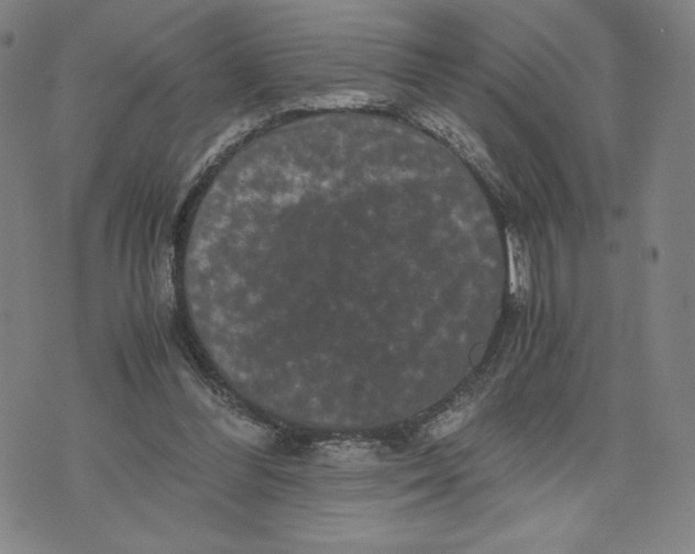 X0000071790300200607211629