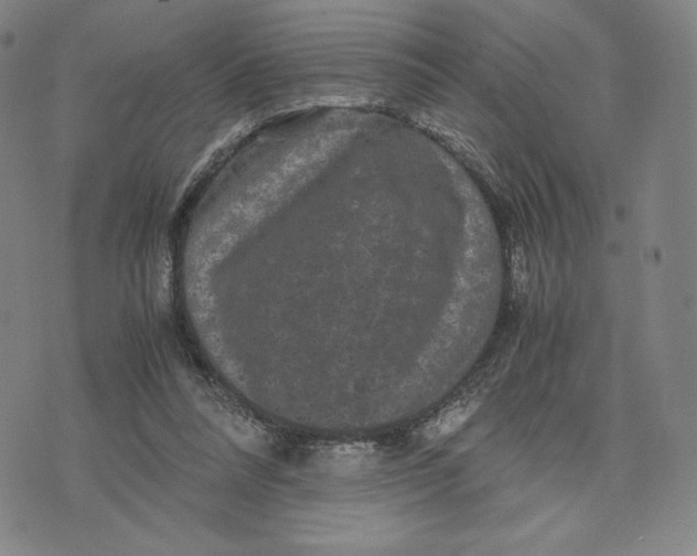 X0000071790304200607211629