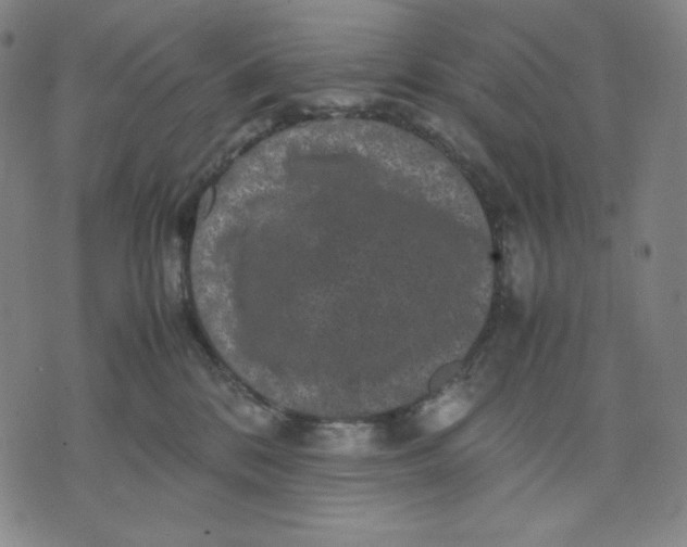 X0000071790328200607211628