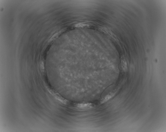 X0000071790375200607211628