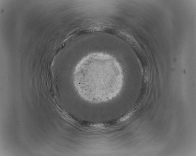 X0000071790409200607211627