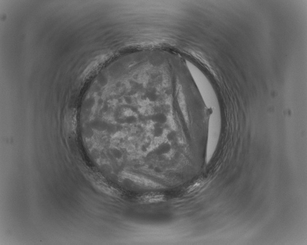 X0000071790495200607211626