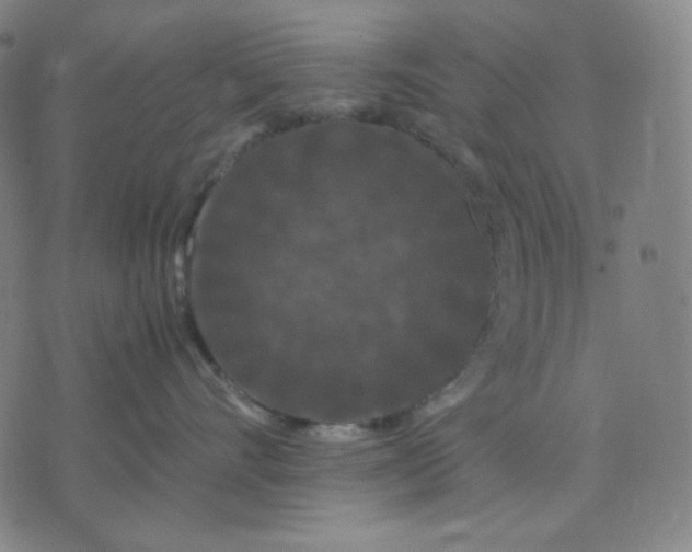 X0000071790528200607211625