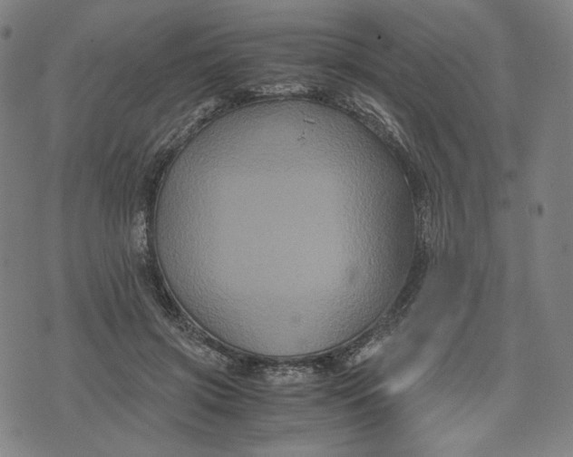 X0000071790549200607211625