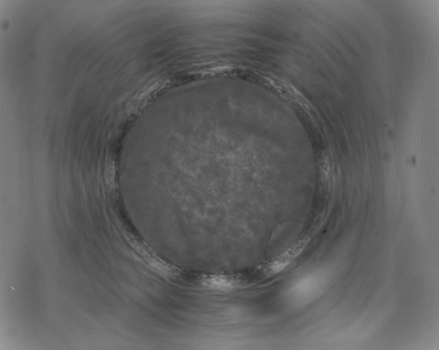 X0000071790565200607211625