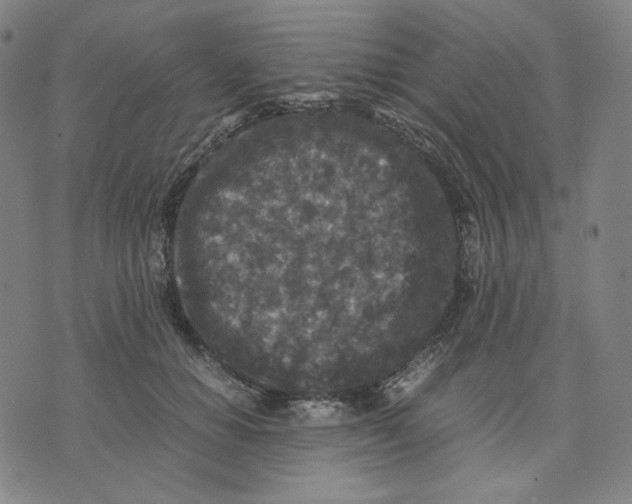 X0000071790654200607211623