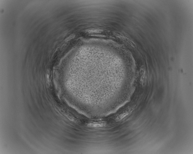 X0000071790655200607211623