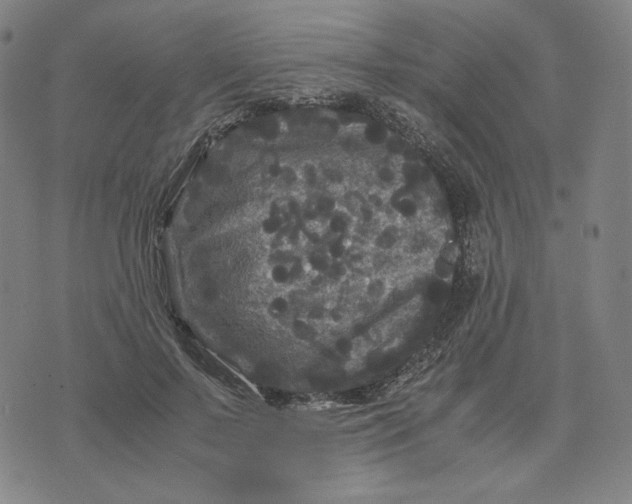 X0000071790695200607211622