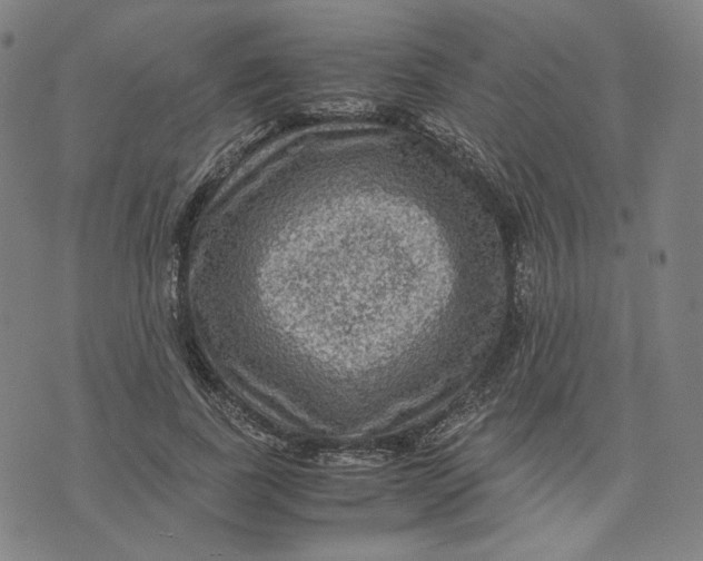 X0000071790739200607211621