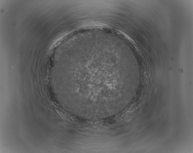 X0000071790775200607211621