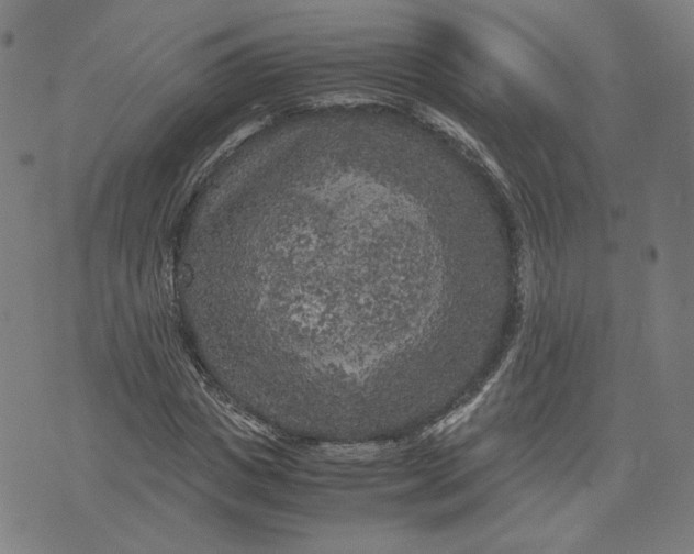 X0000071790825200607211620