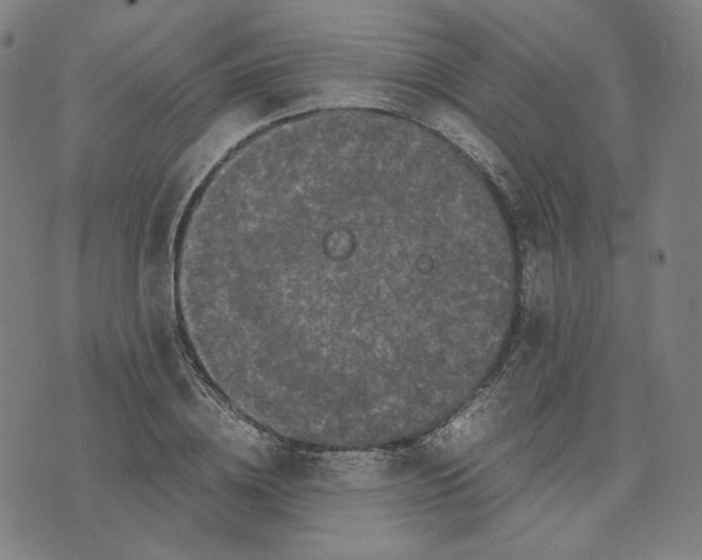 X0000071790836200607211620