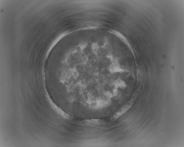 X0000071790859200607211620