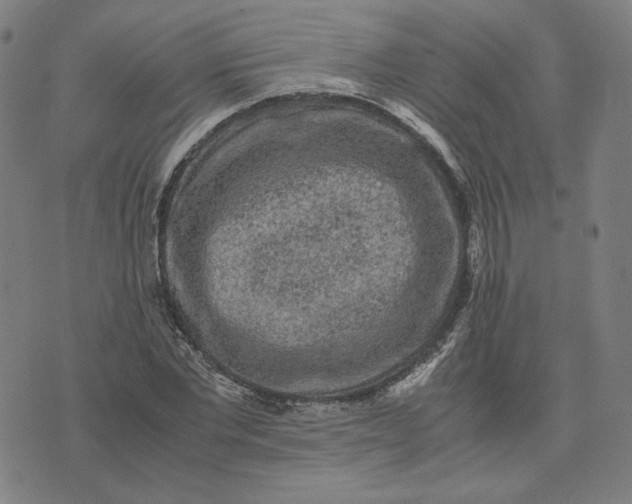 X0000071790877200607211619