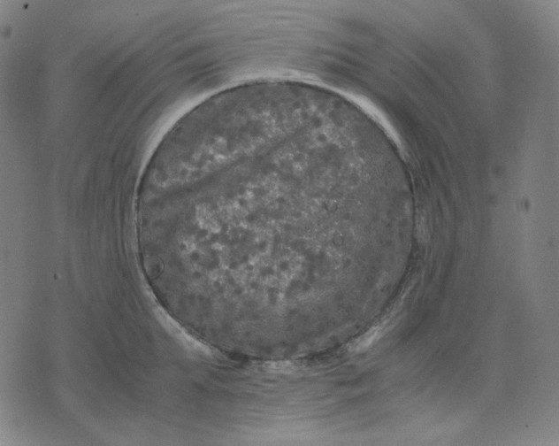 X0000071790903200607211619