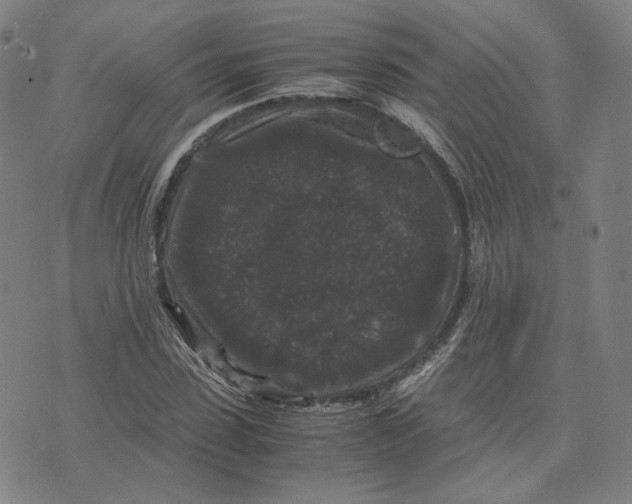 X0000071790923200607211618