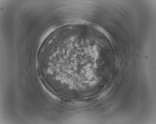 X0000071791095200607211616