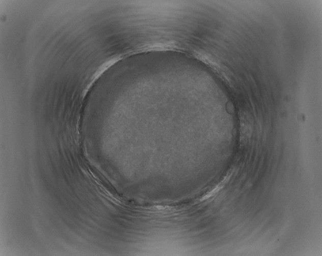 X0000071791170200607211615