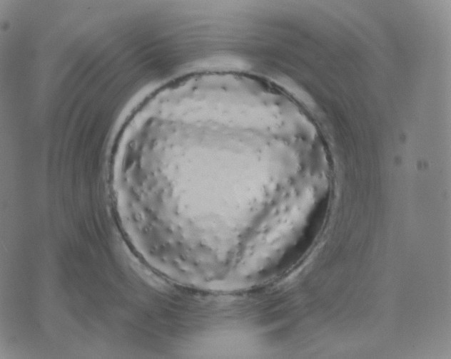 X0000071791248200607211614