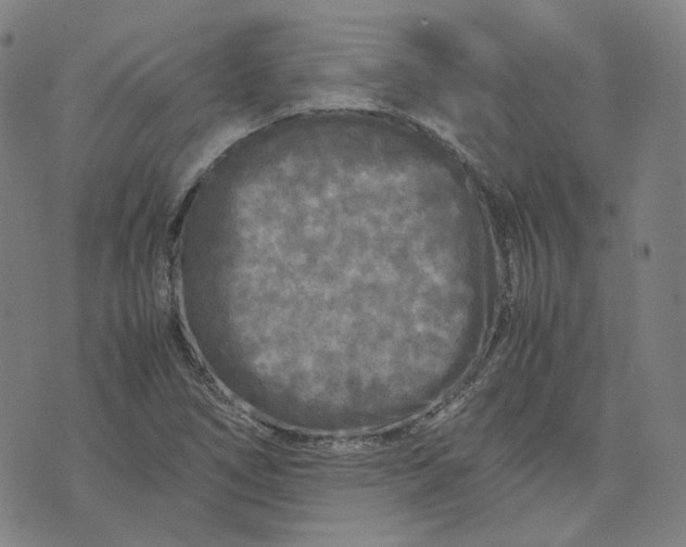 X0000071791266200607211613