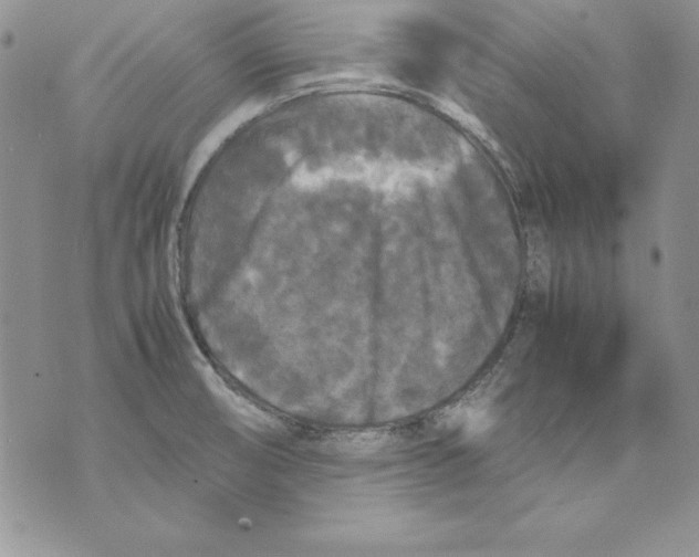 X0000071791474200607282250