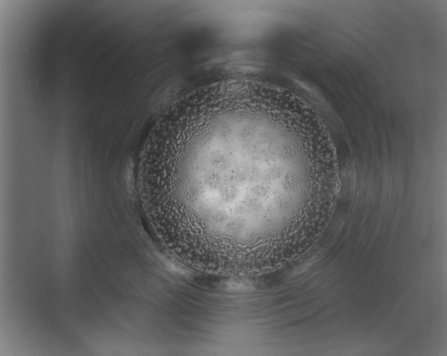 X0000071800765200606301201