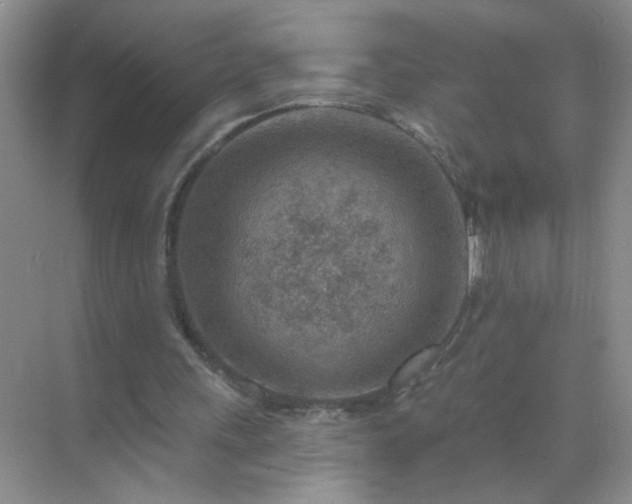 X0000071800243200607072059