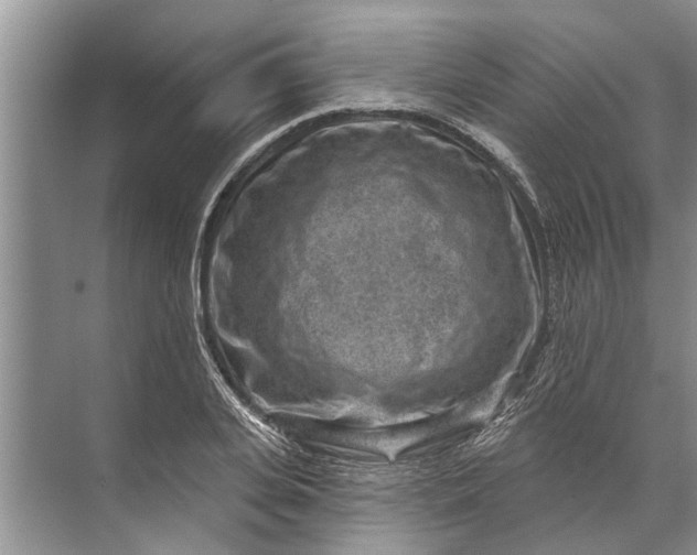 X0000071800935200607150143