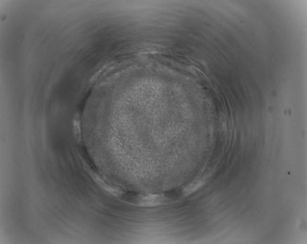 X0000071800527200607211650