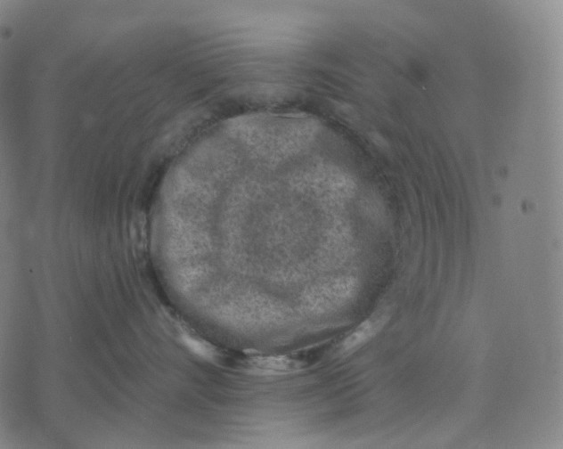 X0000071800528200607211650