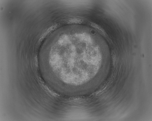 X0000071800729200607211646