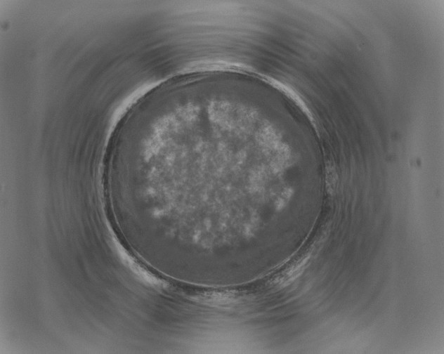 X0000071800995200607211642