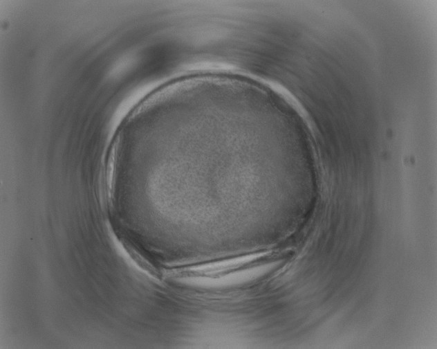 X0000071801295200607211637