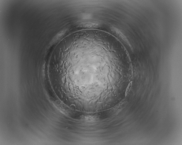 X0000071810163200606301236