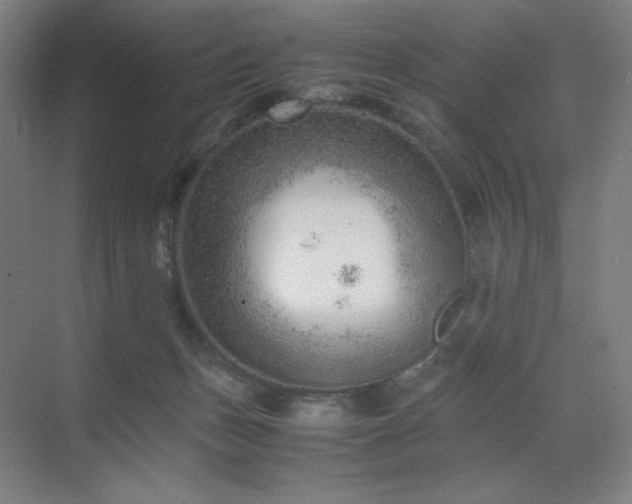 X0000071810175200606301236