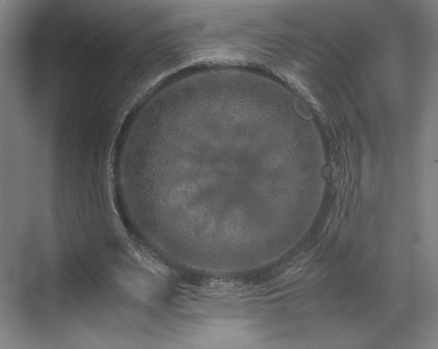 X0000071810487200606301231