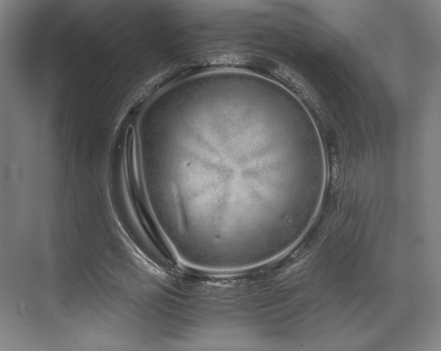 X0000071810725200606301226