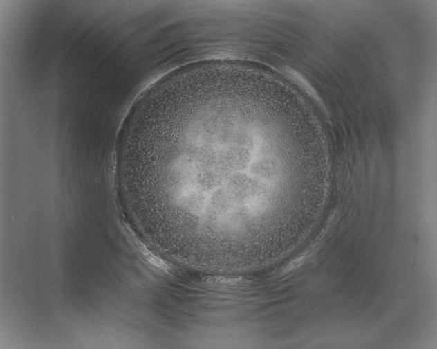 X0000071810831200606301225