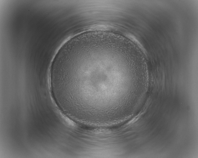 X0000071811083200606301221