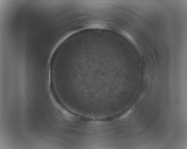 X0000071811323200606301217