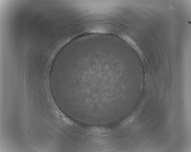 X0000071810529200607072120