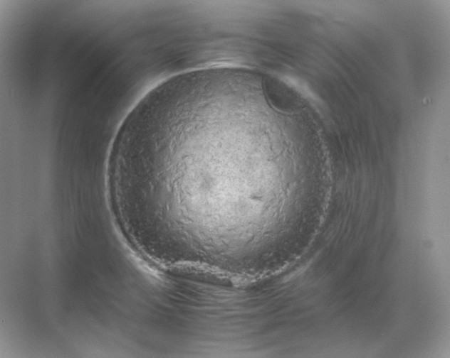 X0000071811423200607072106