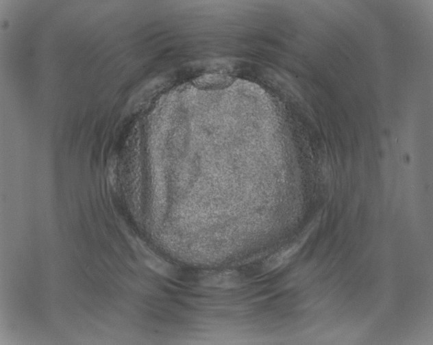 X0000071810185200607211721
